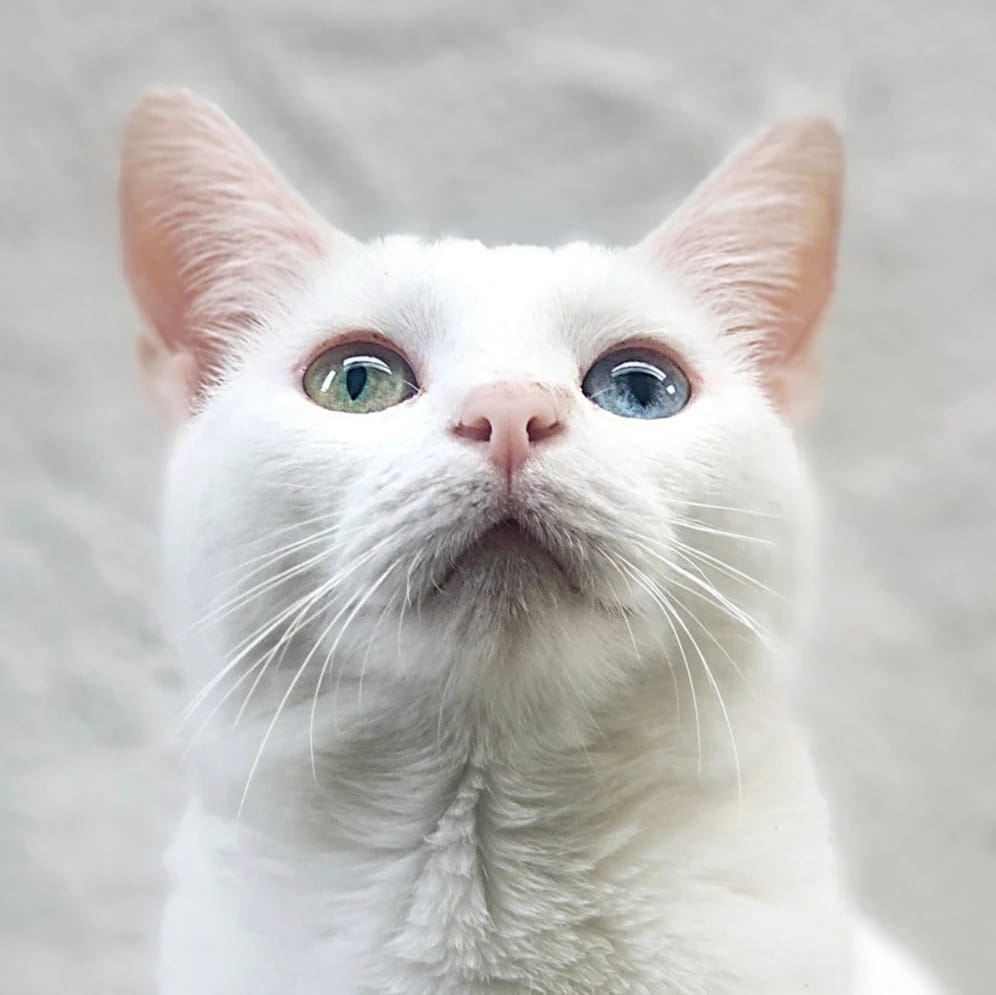 Olaf