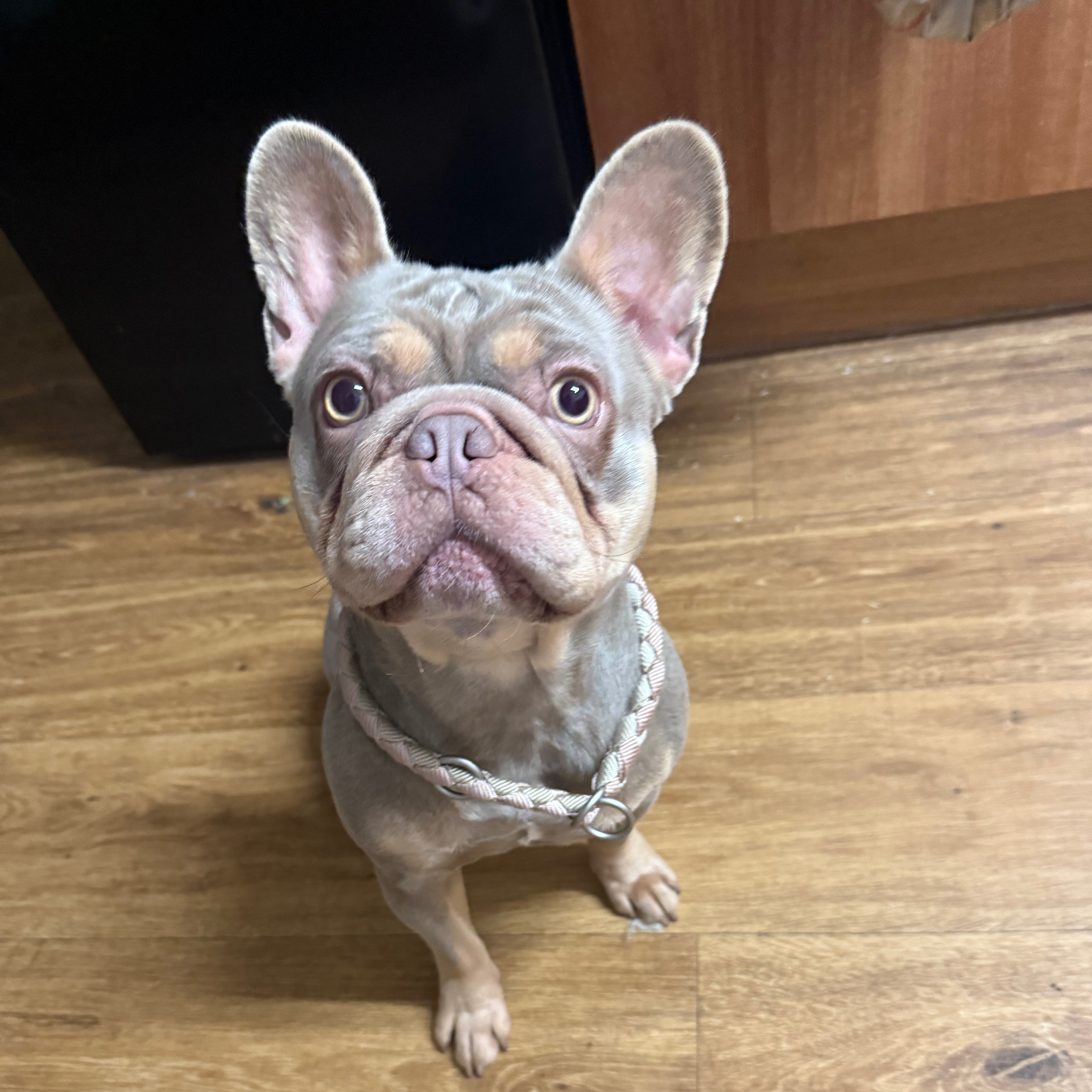 Clemi