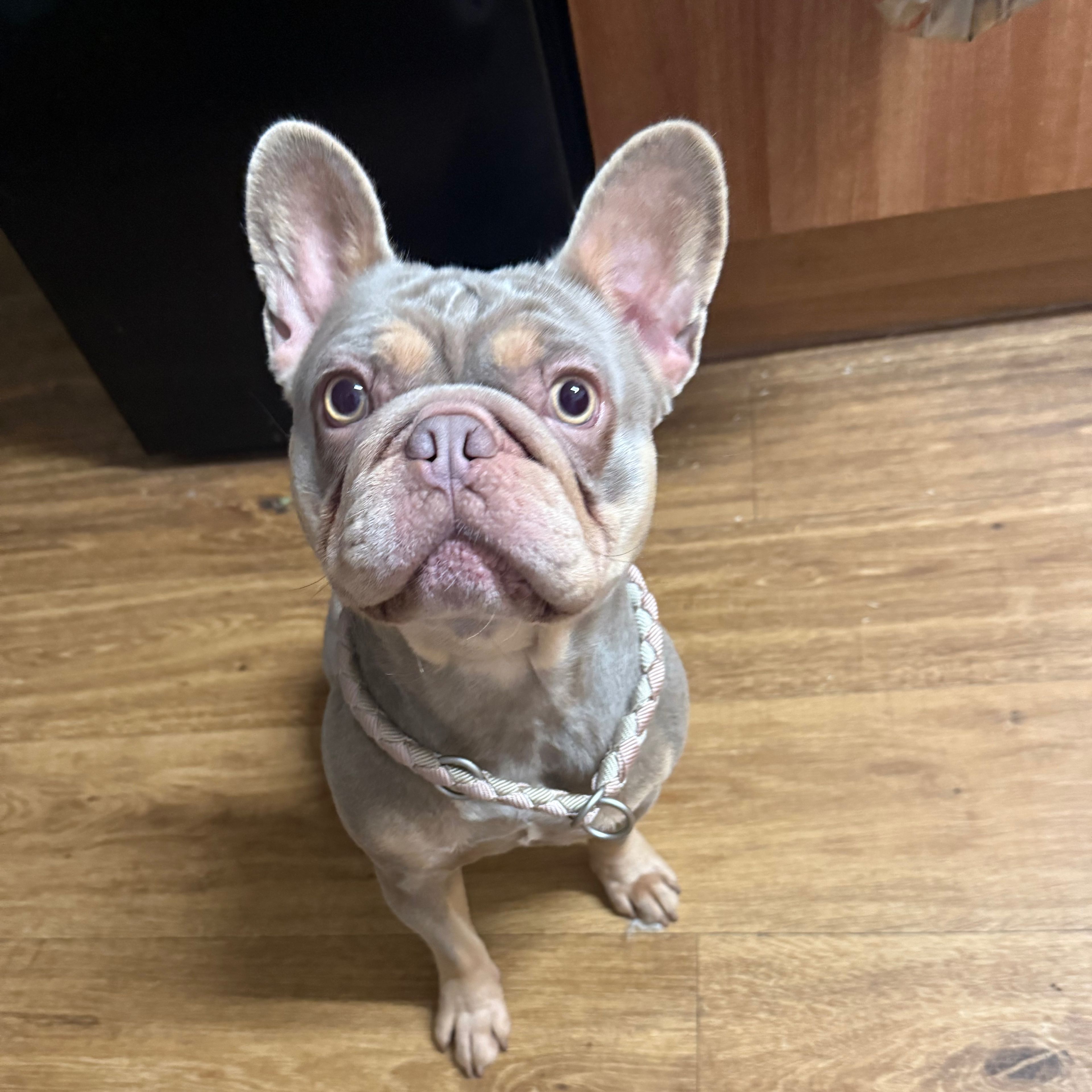 Clemi