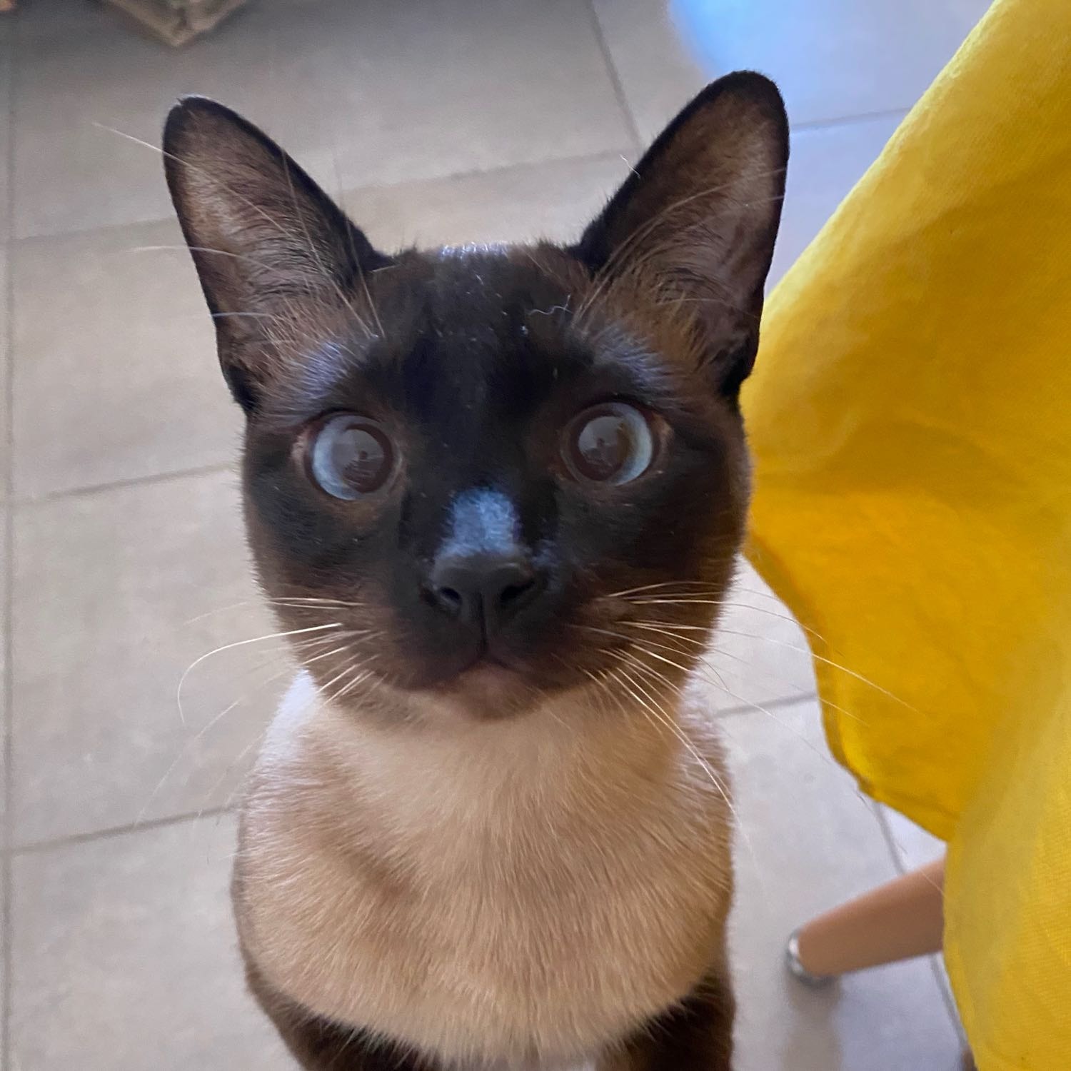 Ramses 