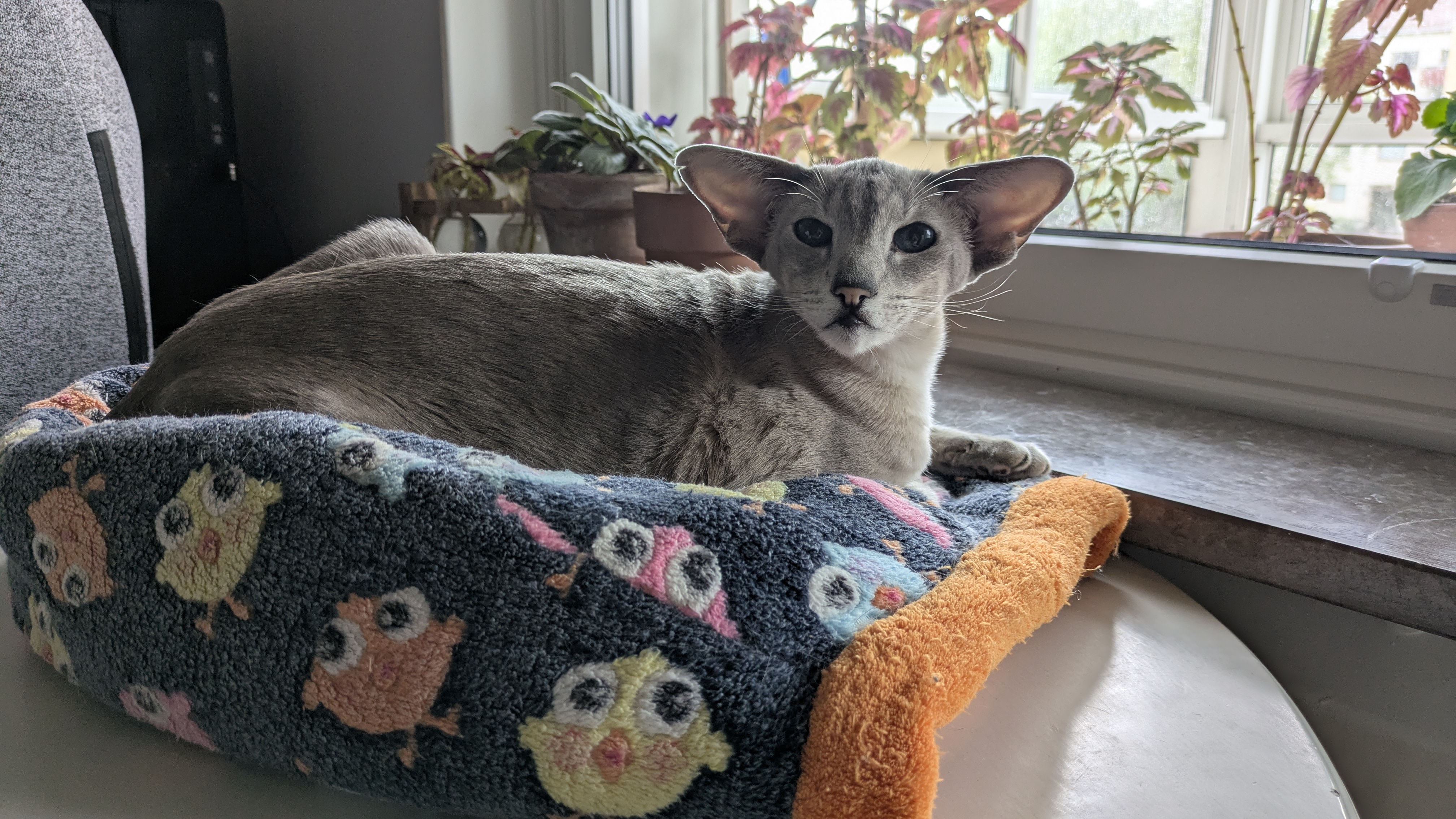 image-3