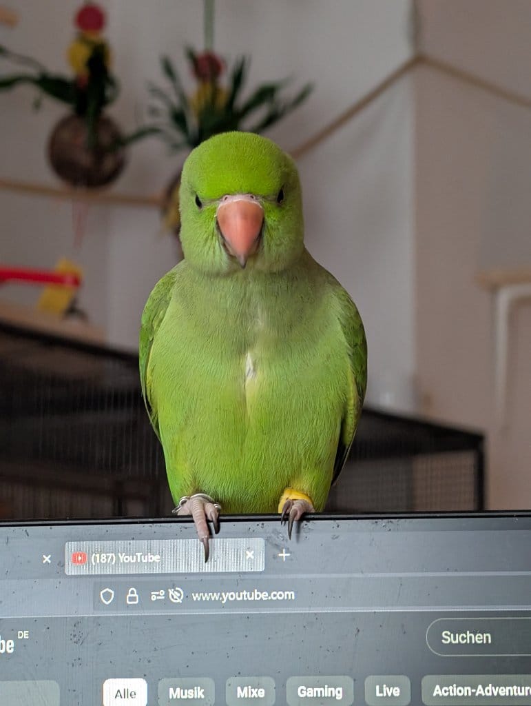Bubi
