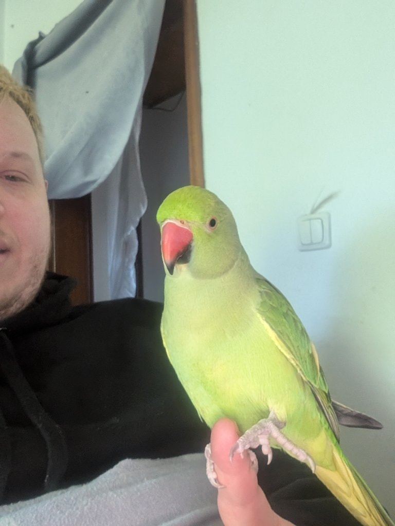 Birdy