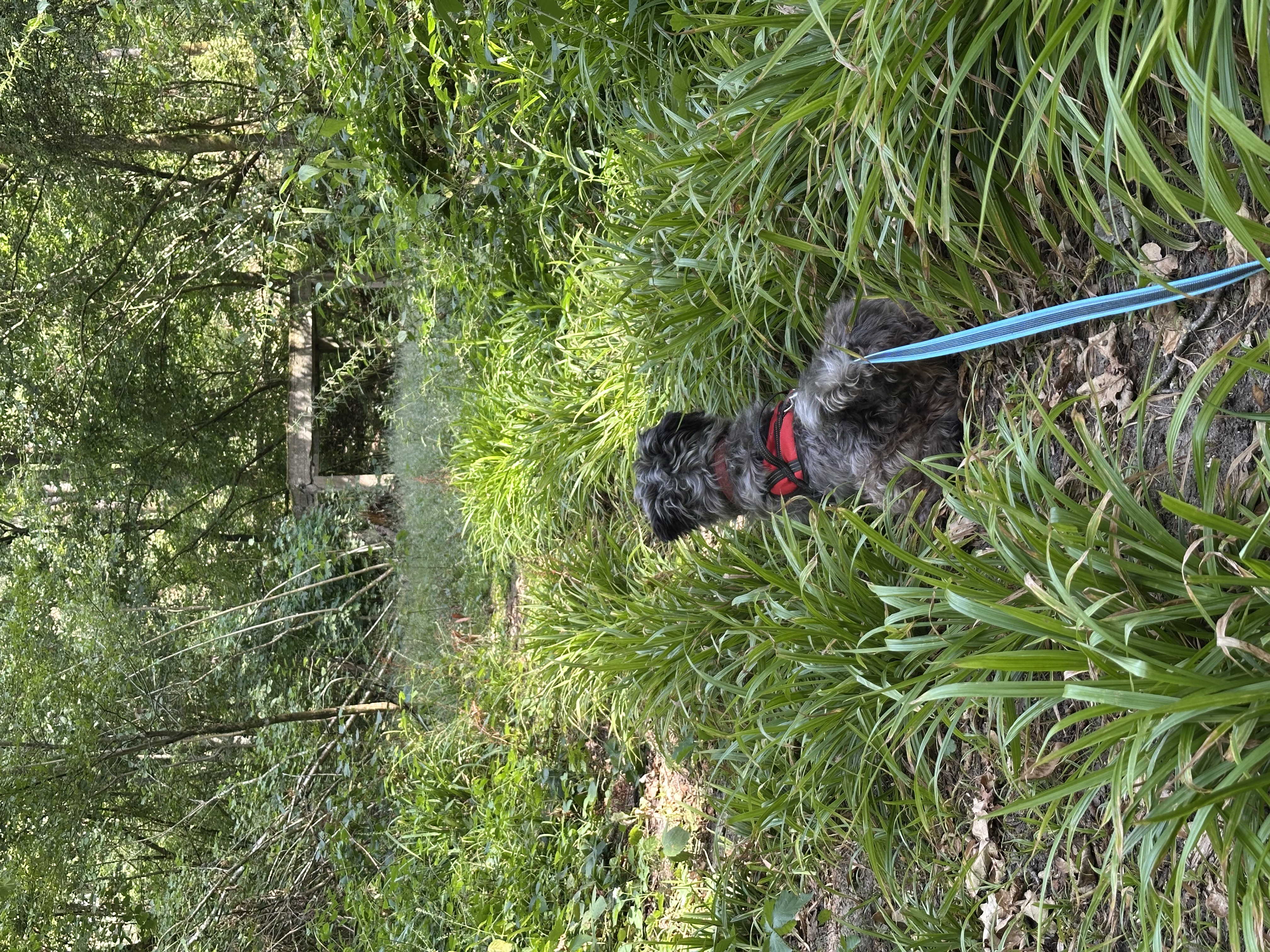 image-4