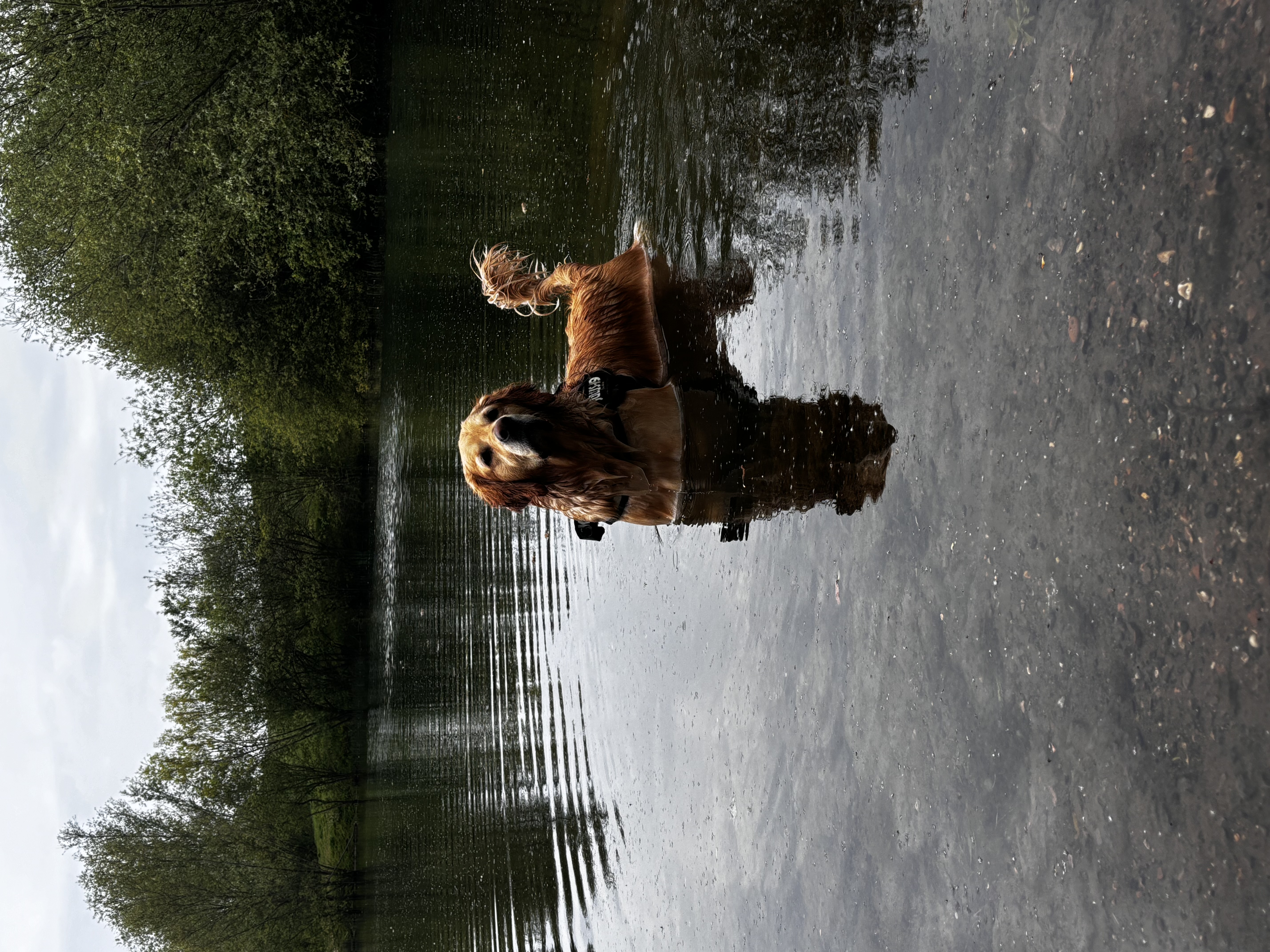image-7