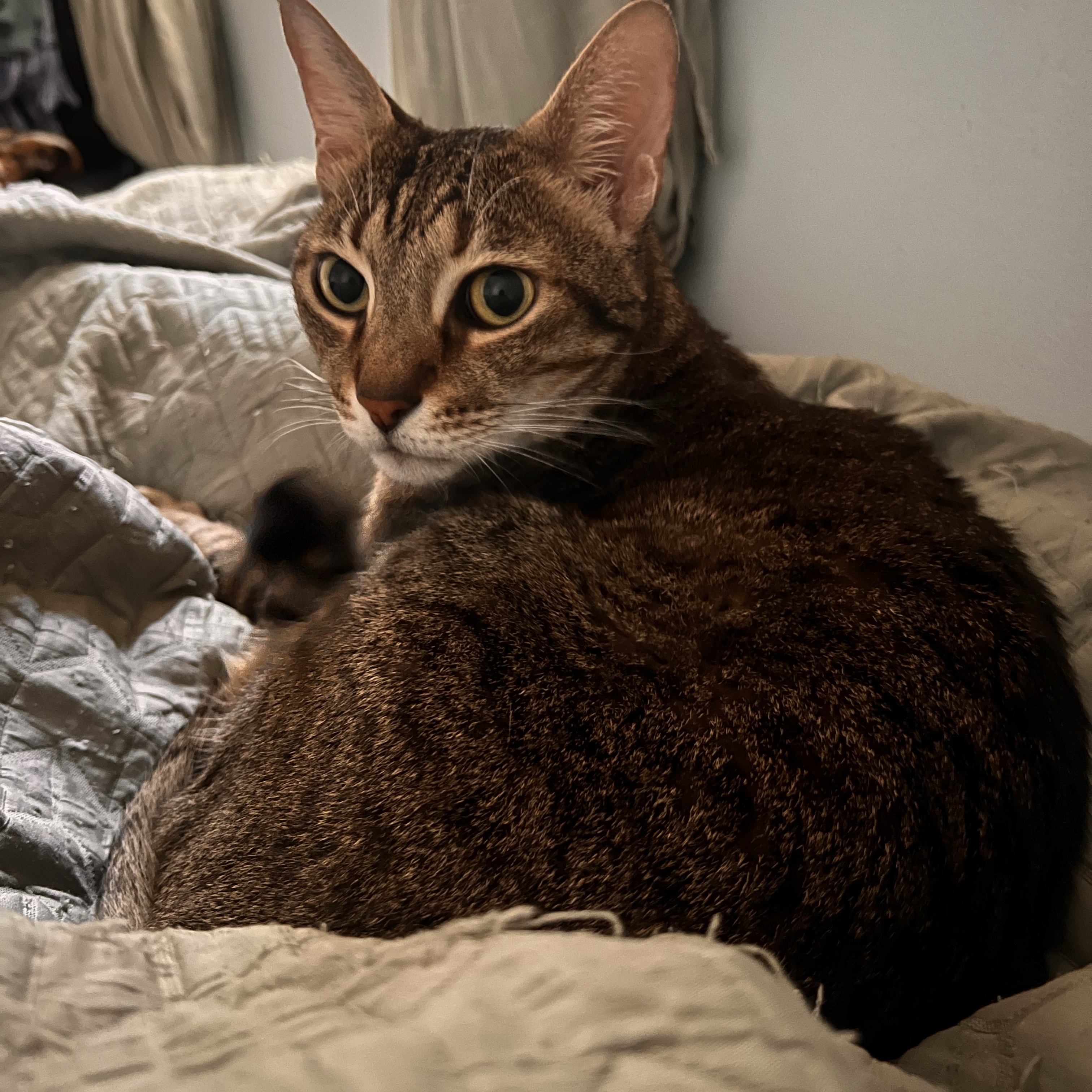 Yuki