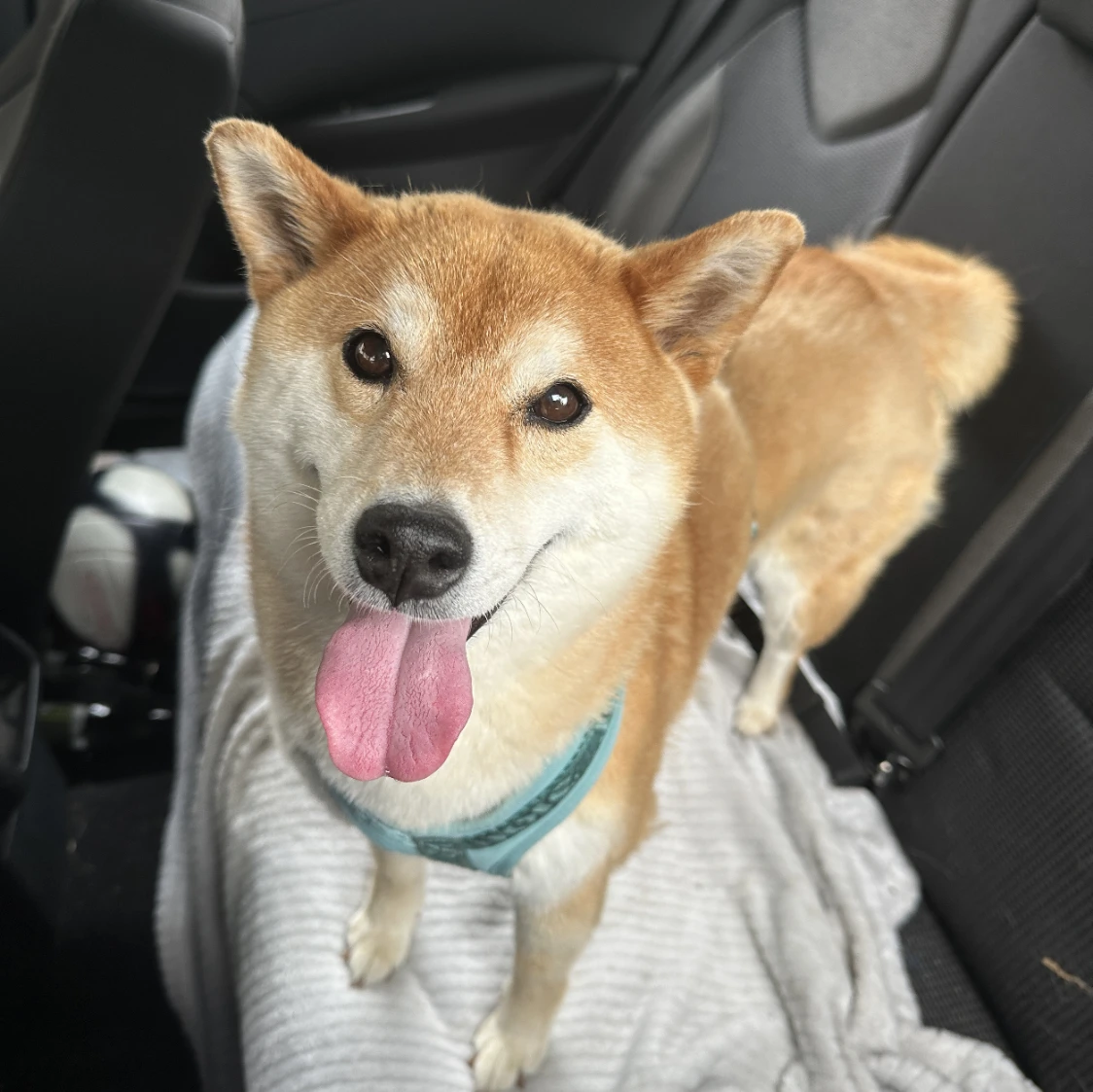 Kimiko