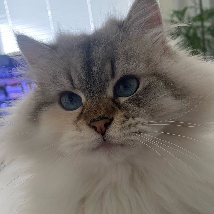 Maisa