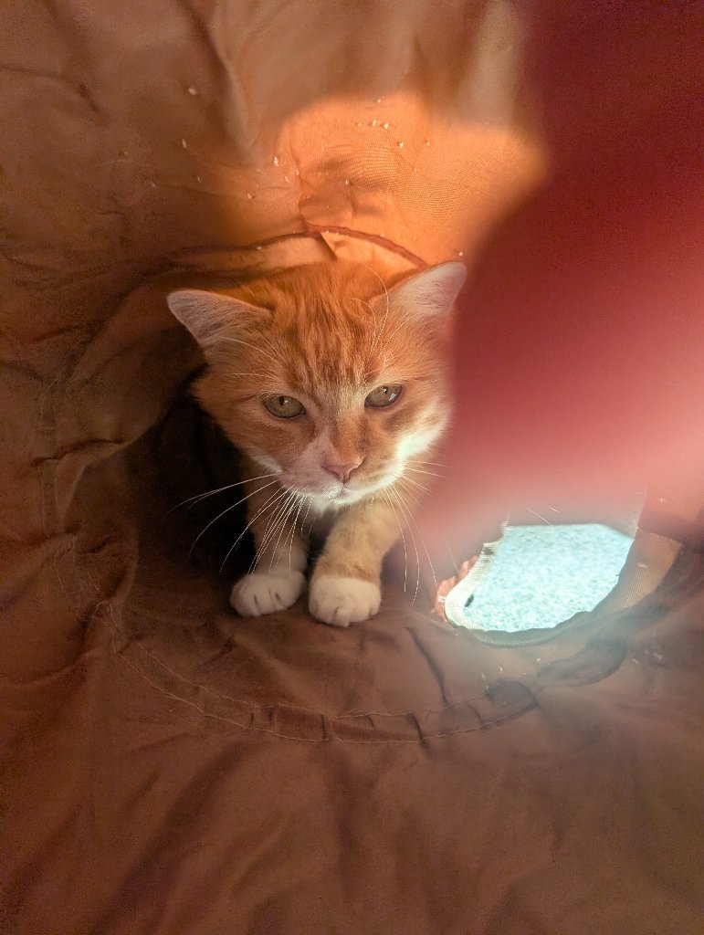 Simba