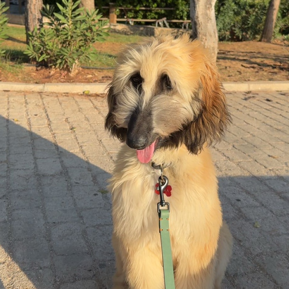 Nahla 