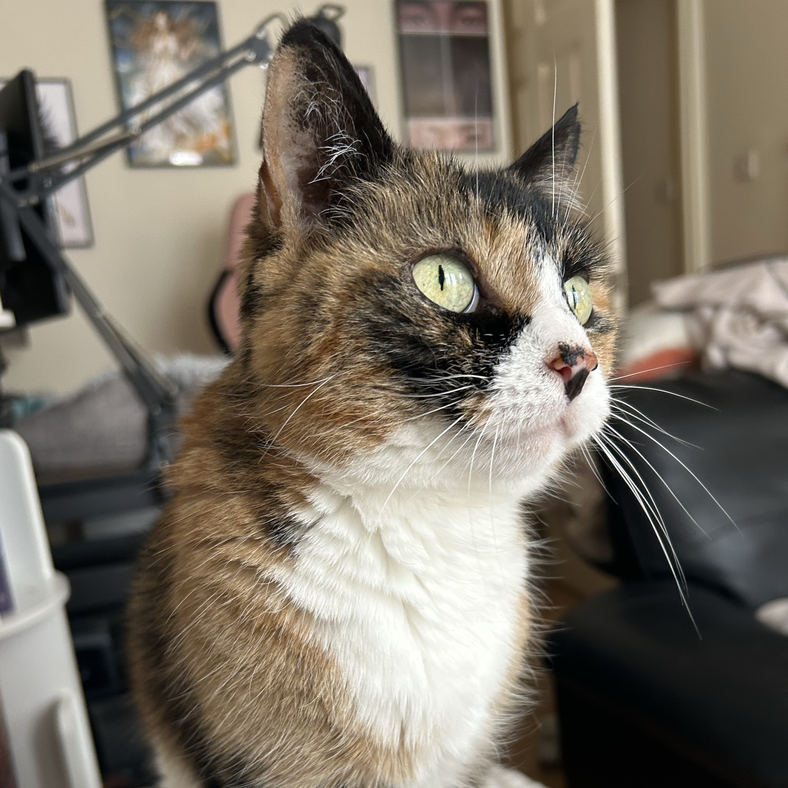 Lyara