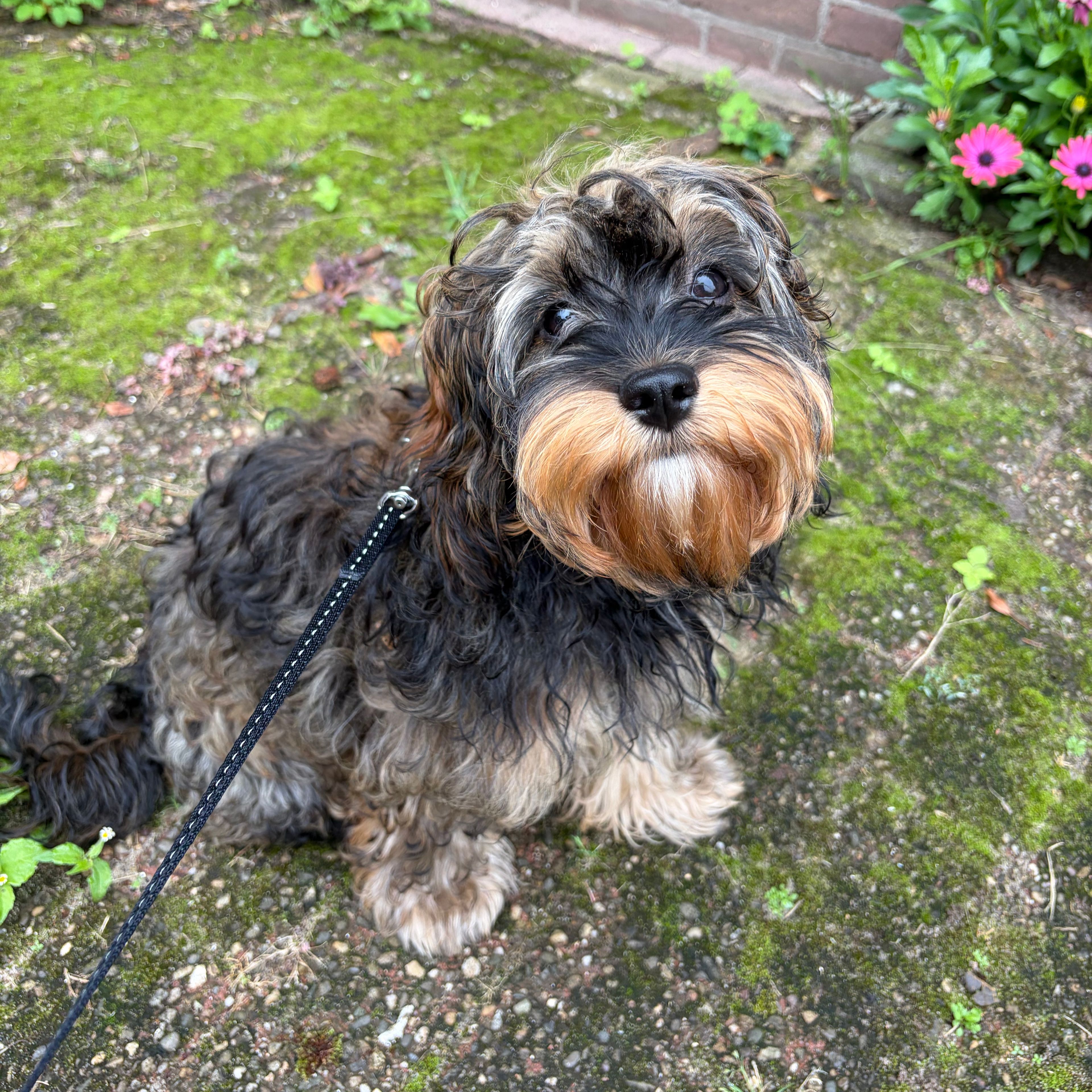 Lulu
