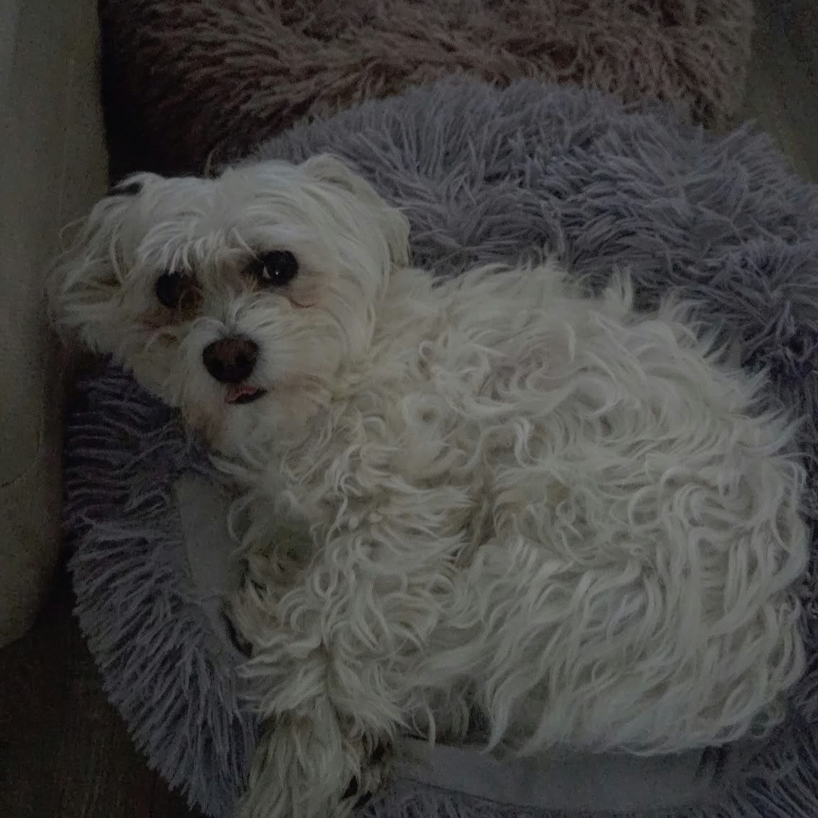 Abby
