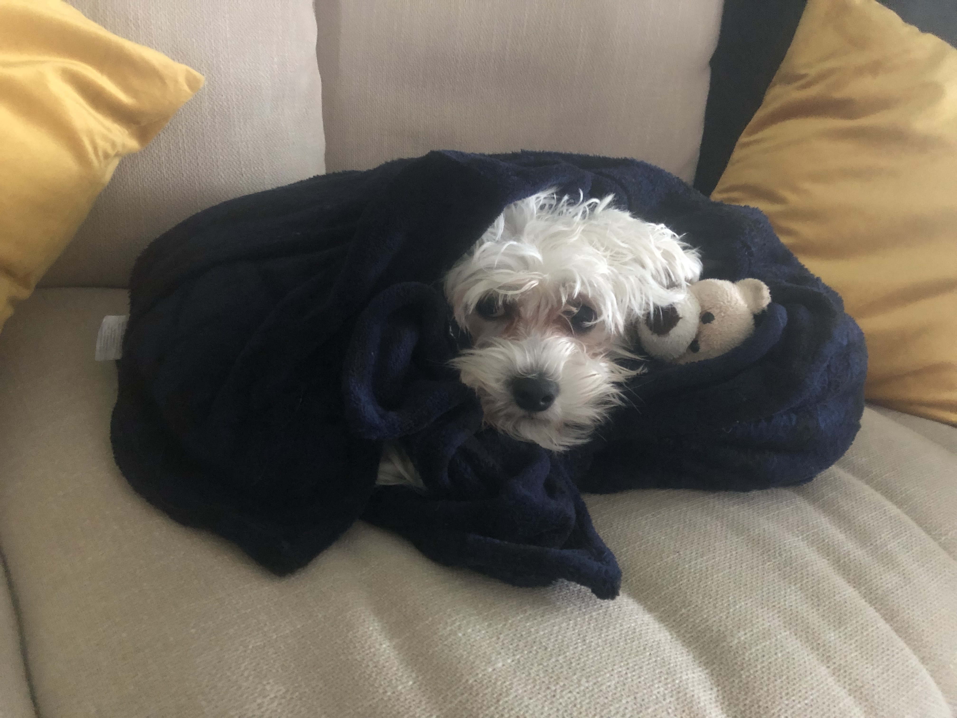 image-8