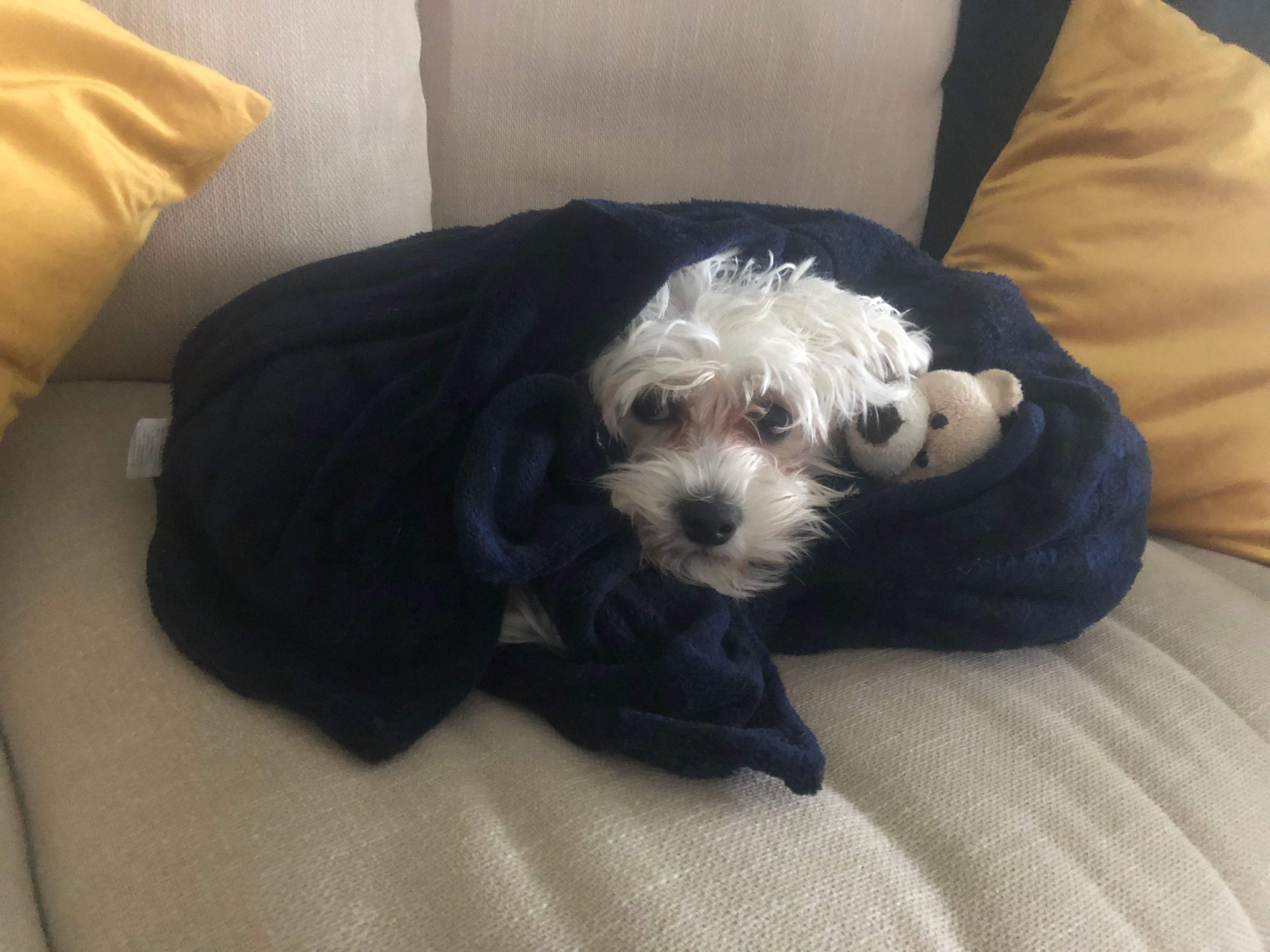 image-8