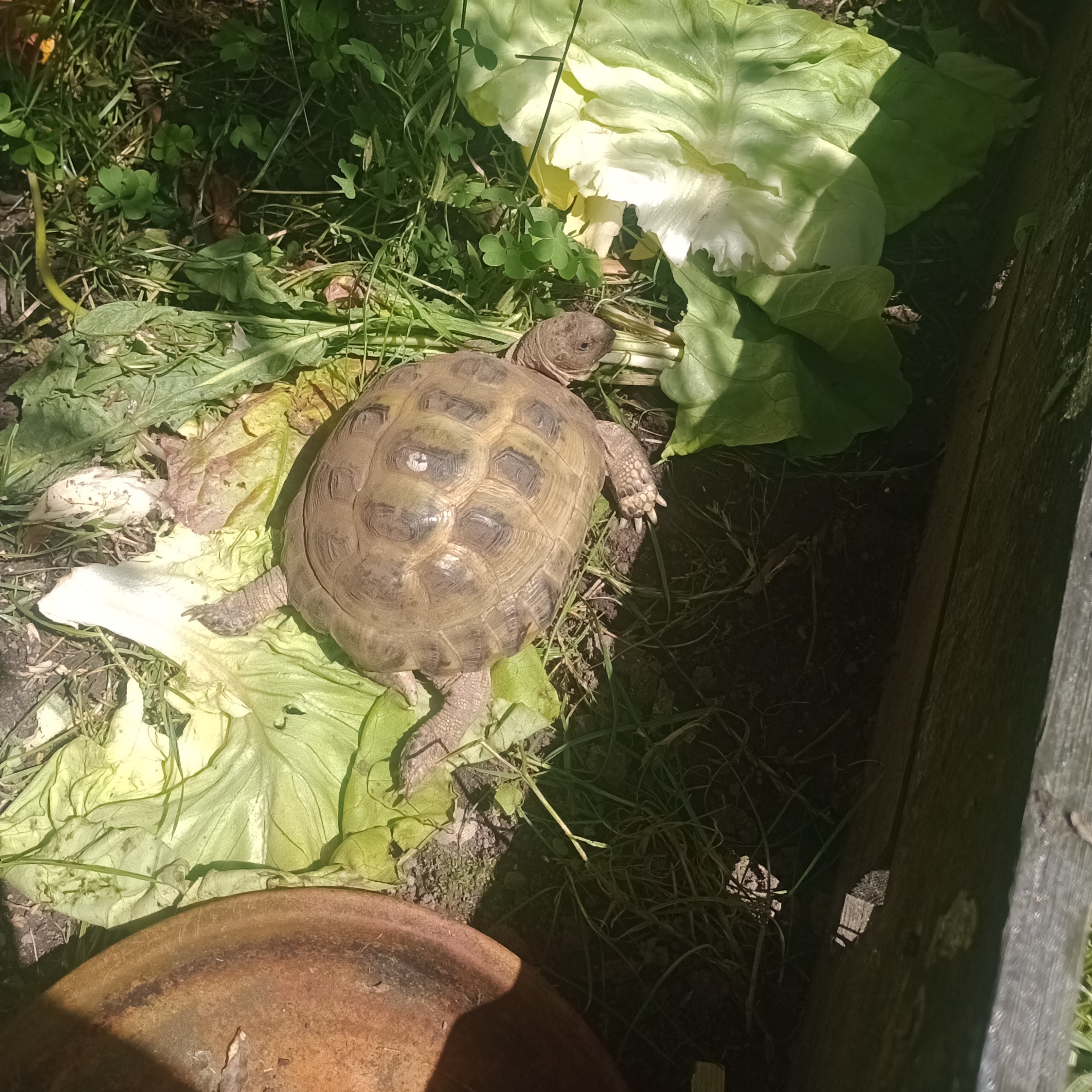 Marguerite 