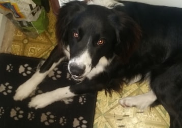 Sparky