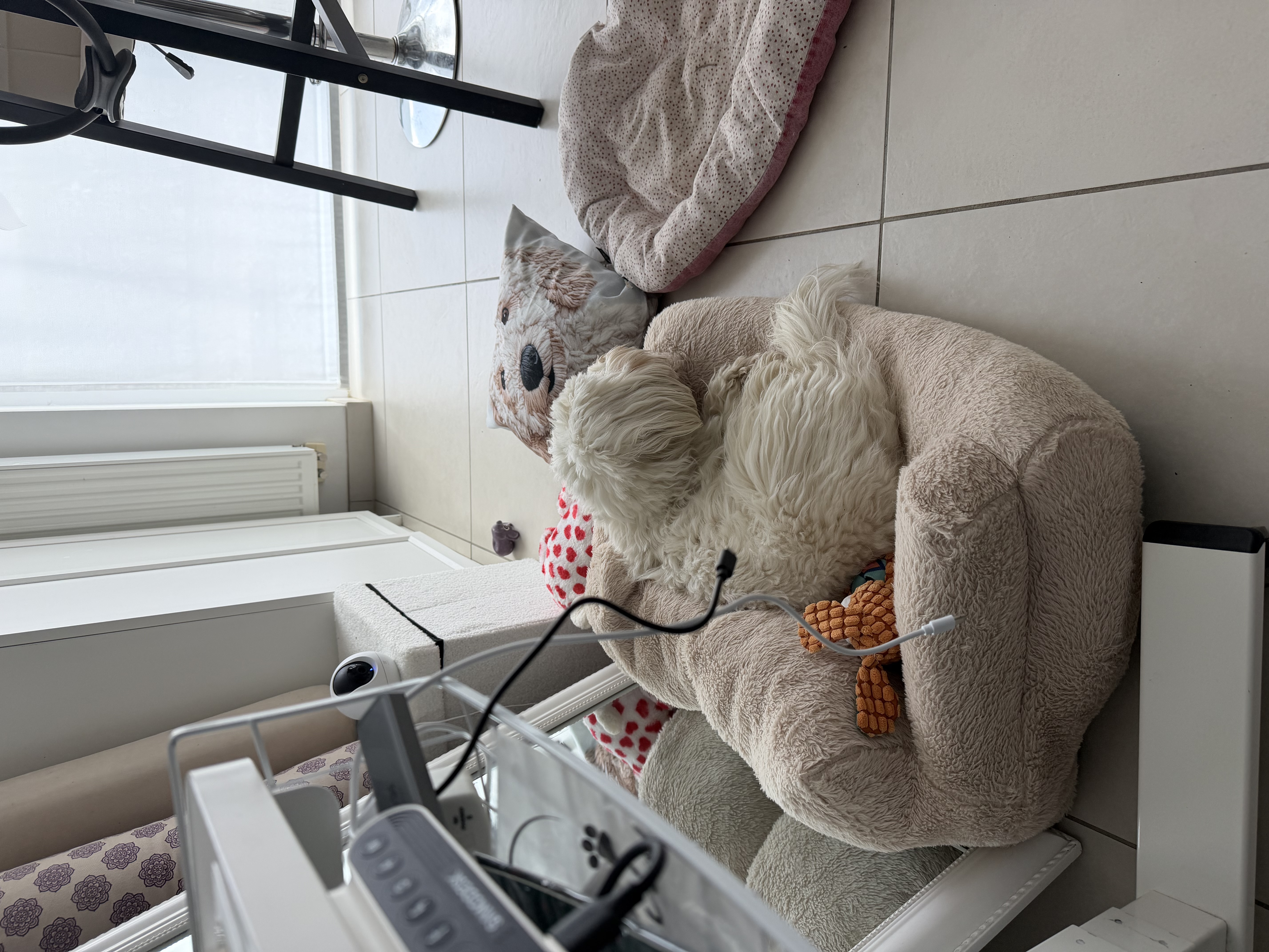 image-19