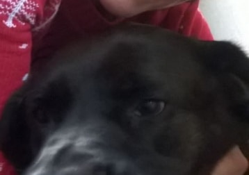 Missy The Family Dog 