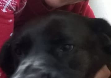 Missy The Family Dog