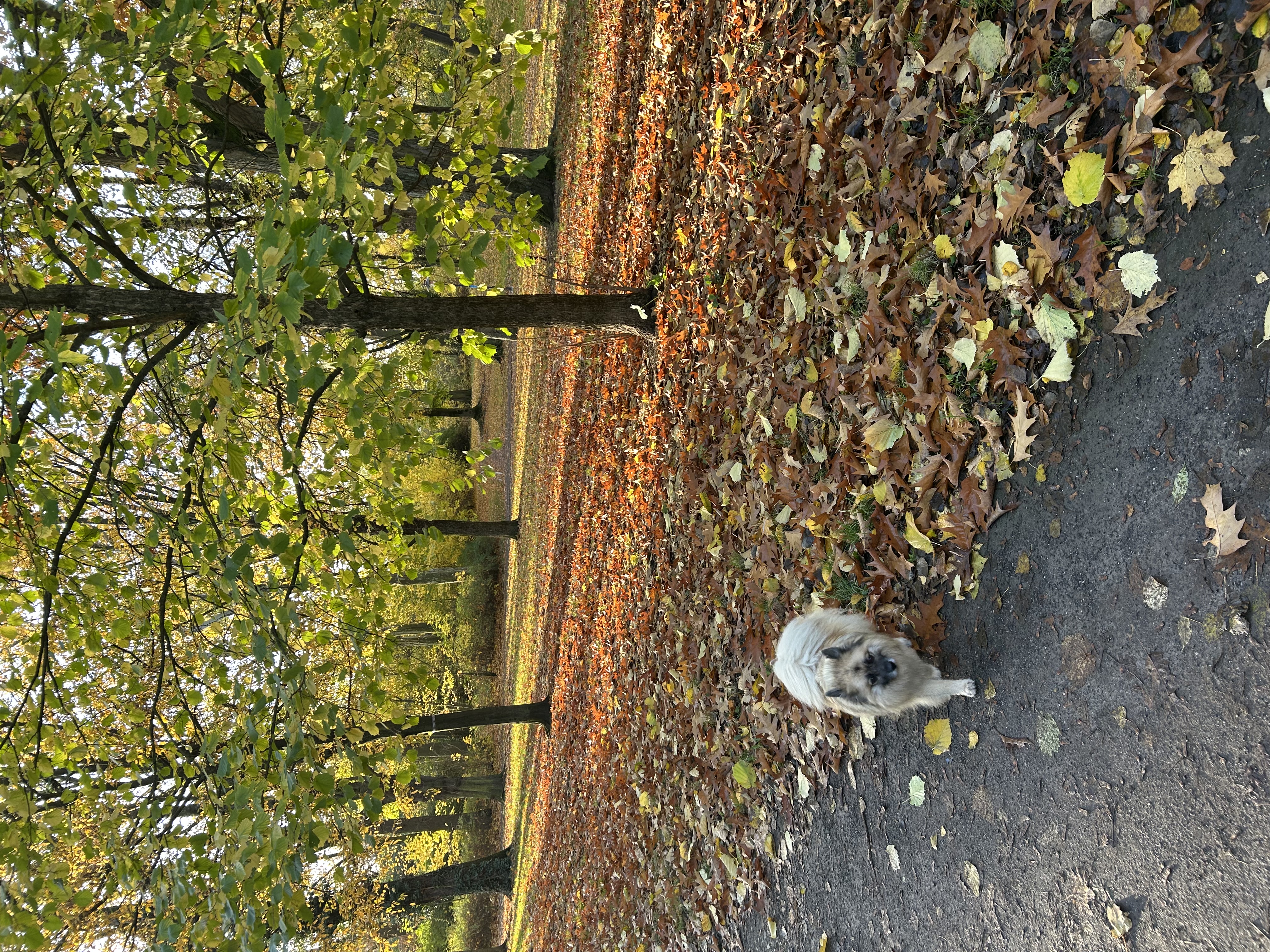 image-15