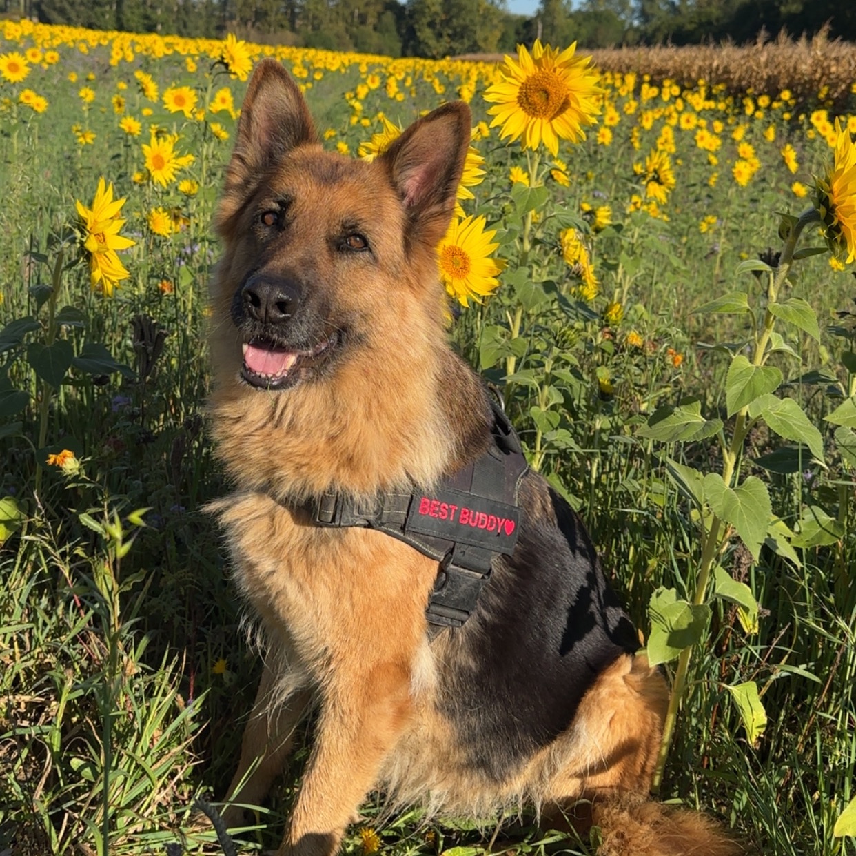Luca 