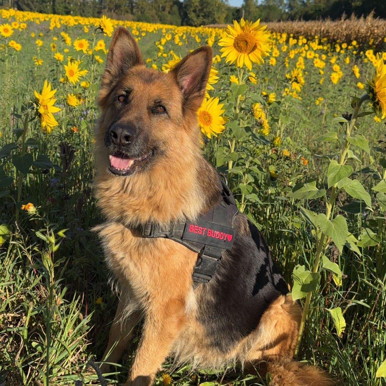 Luca