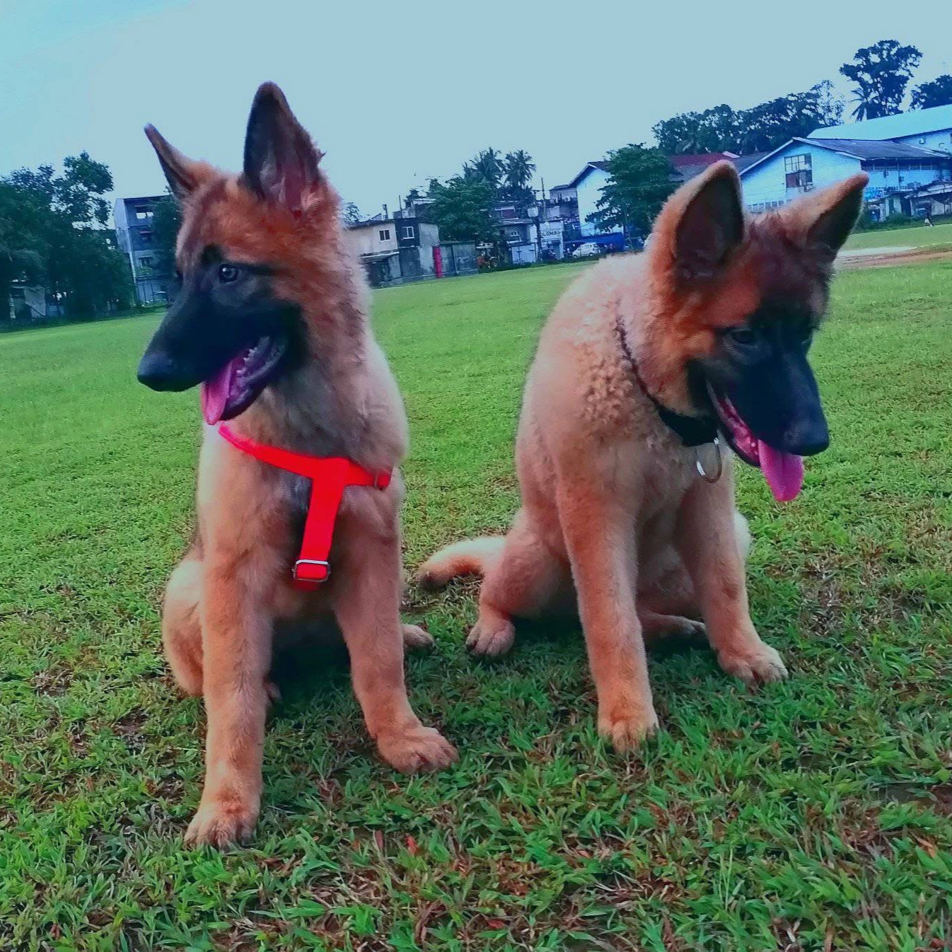 Bruno and Leo