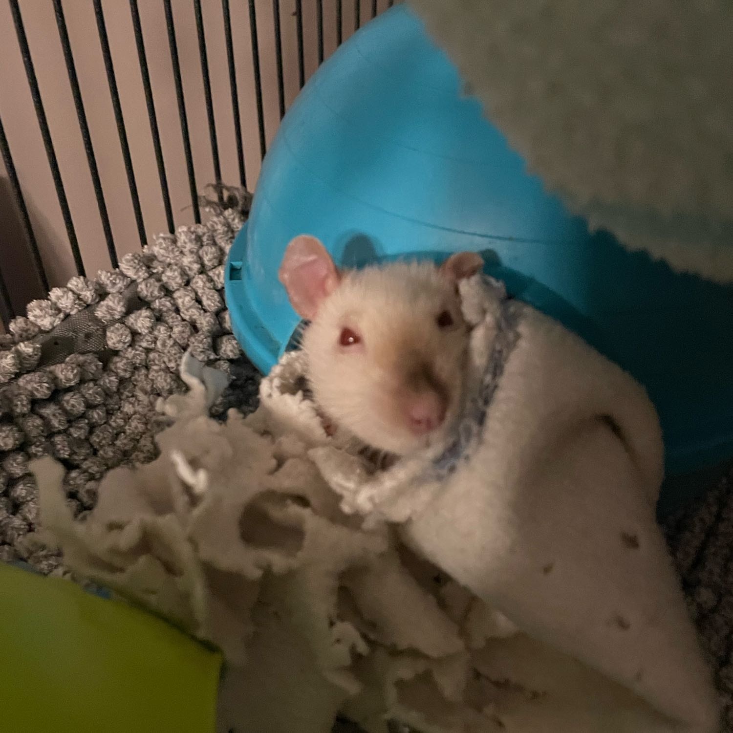 Ratten dames