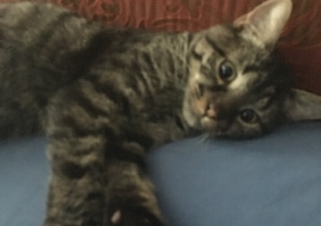 Felipe