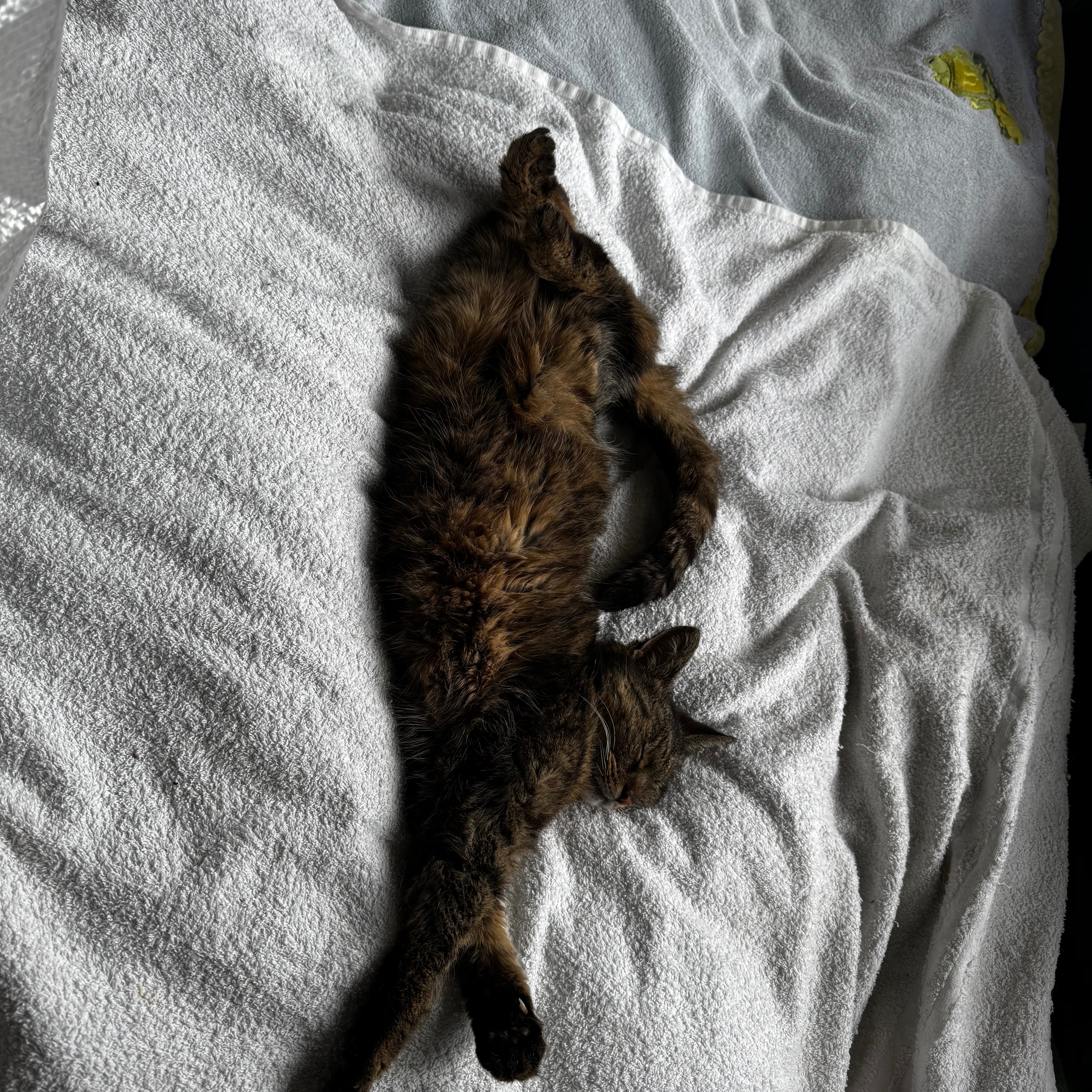 Dexter