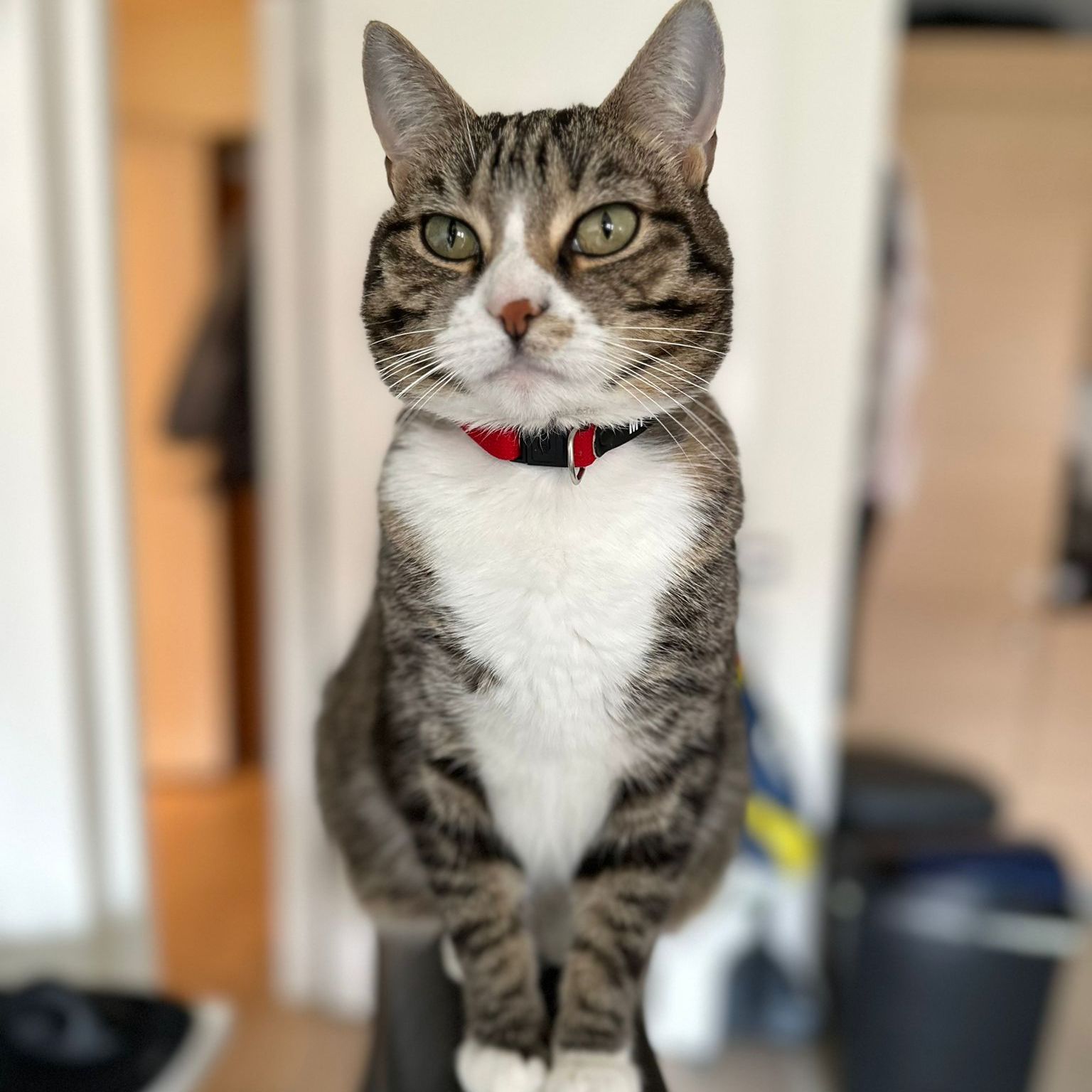 Milu