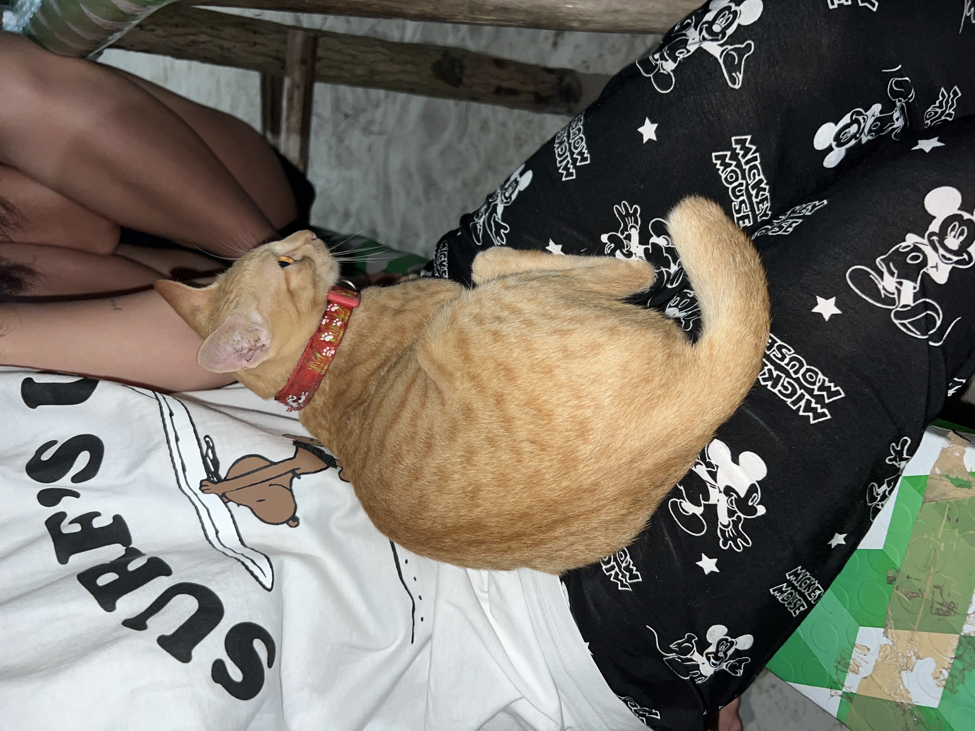 image-5