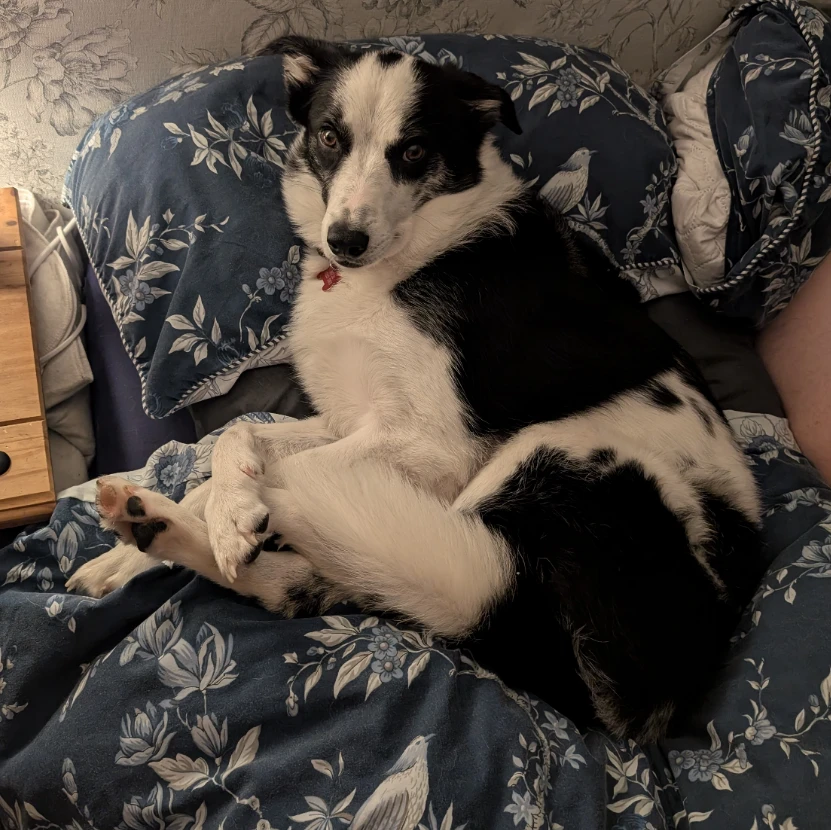 Cai