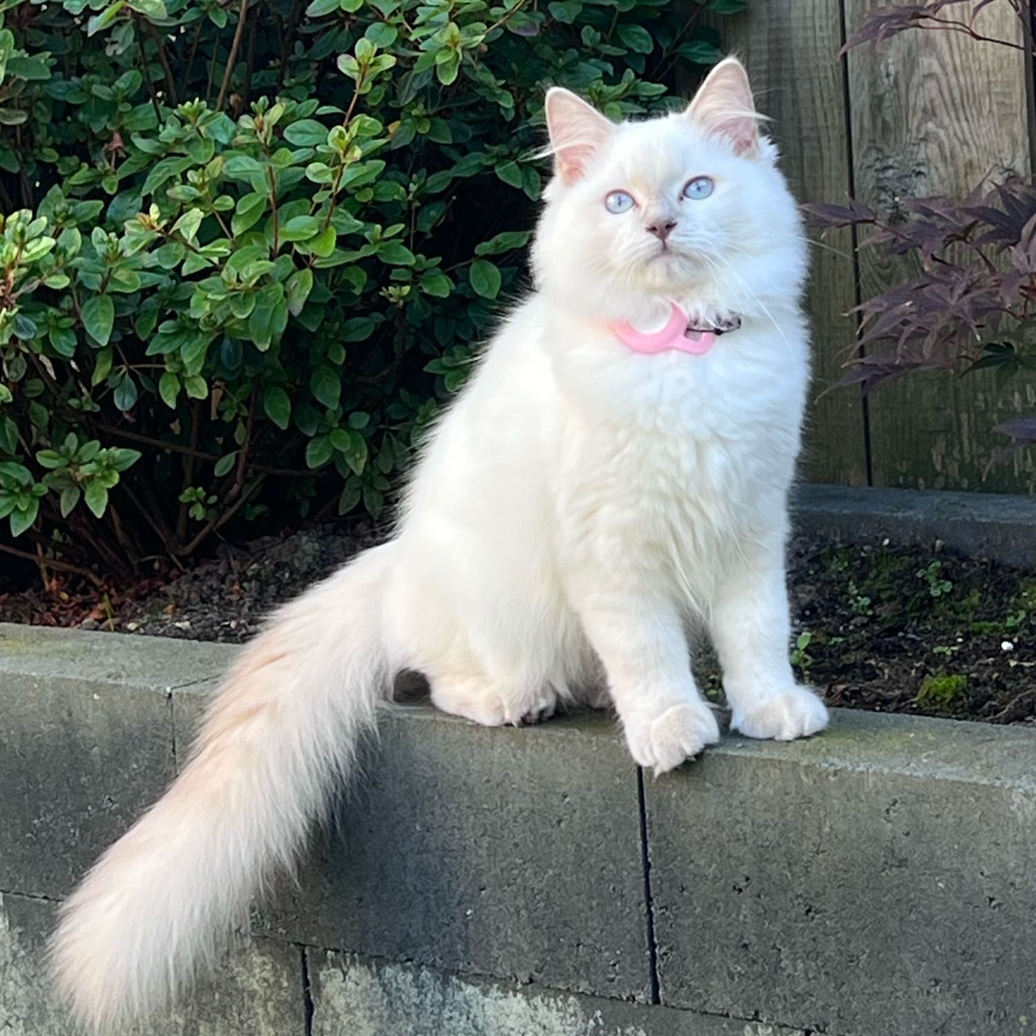 Yuki