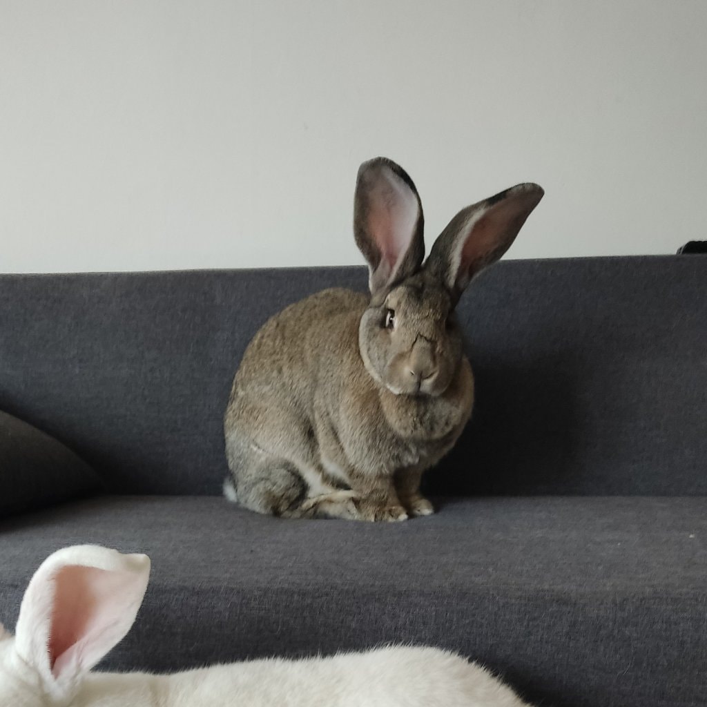 Sofie 