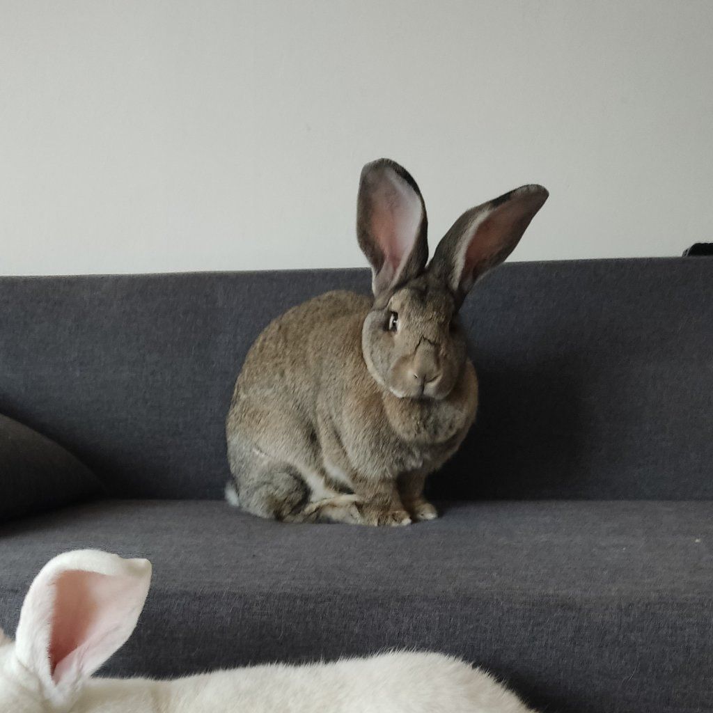 Sofie