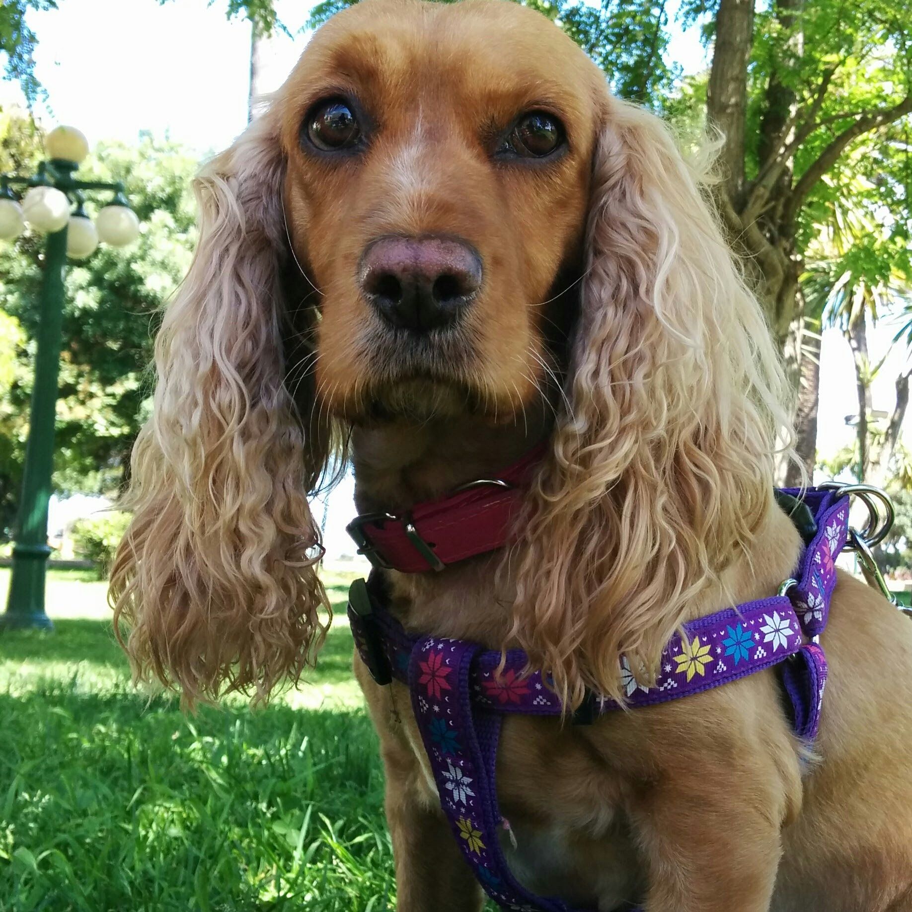 Muffi