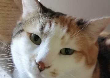 Maya 