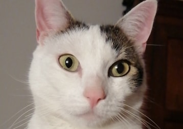 Loulou 