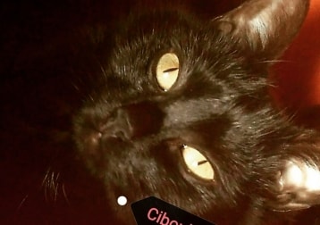 Ciboulette 