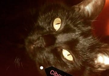 Ciboulette