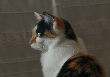 Dorie