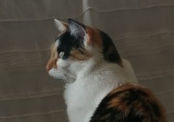 Dorie