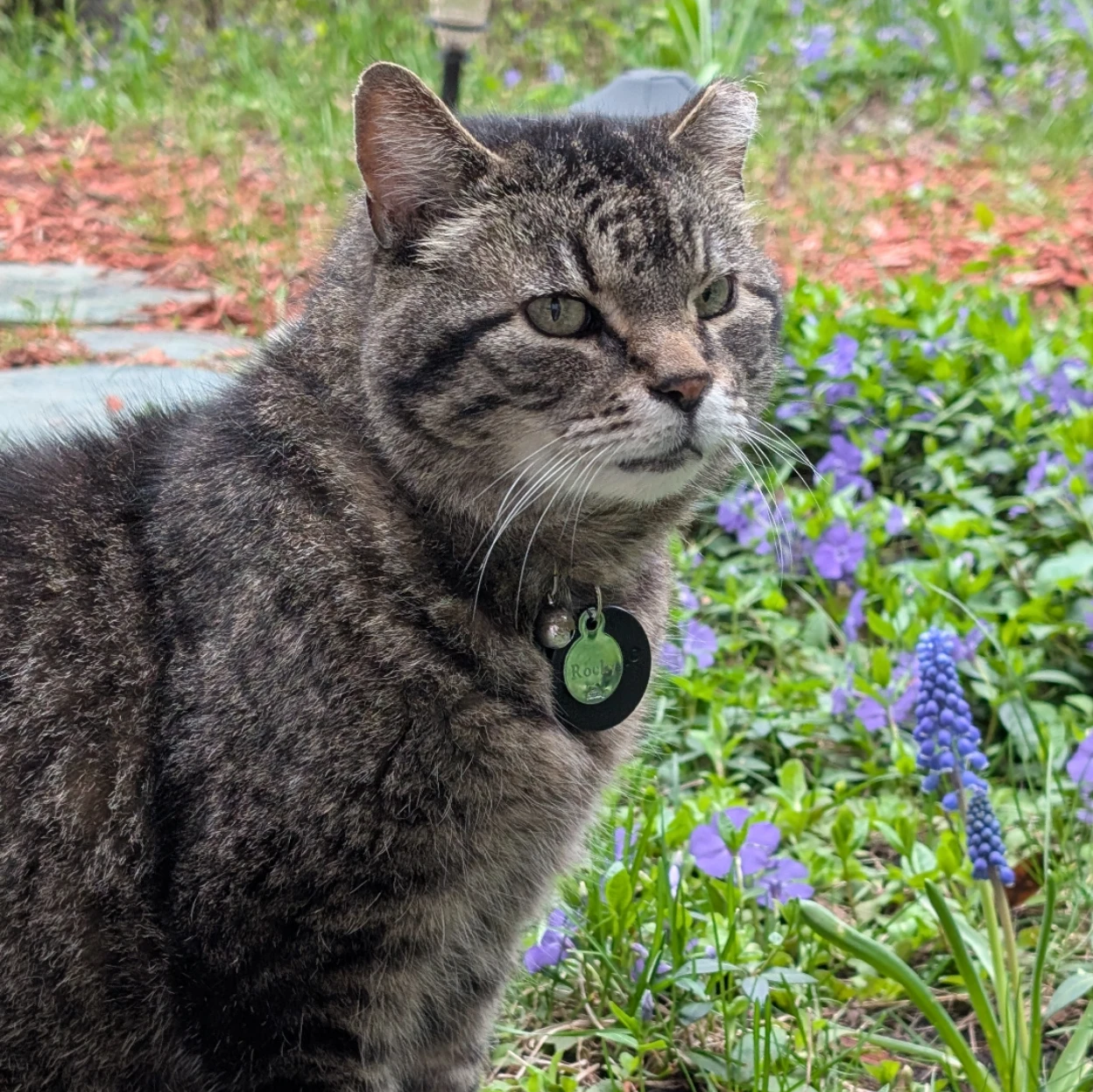 Rocky