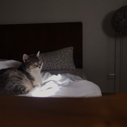 image-7
