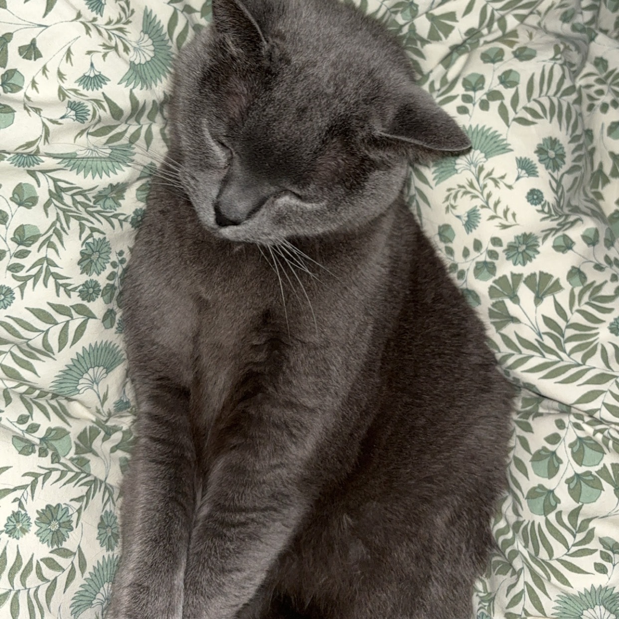 Jazzie
