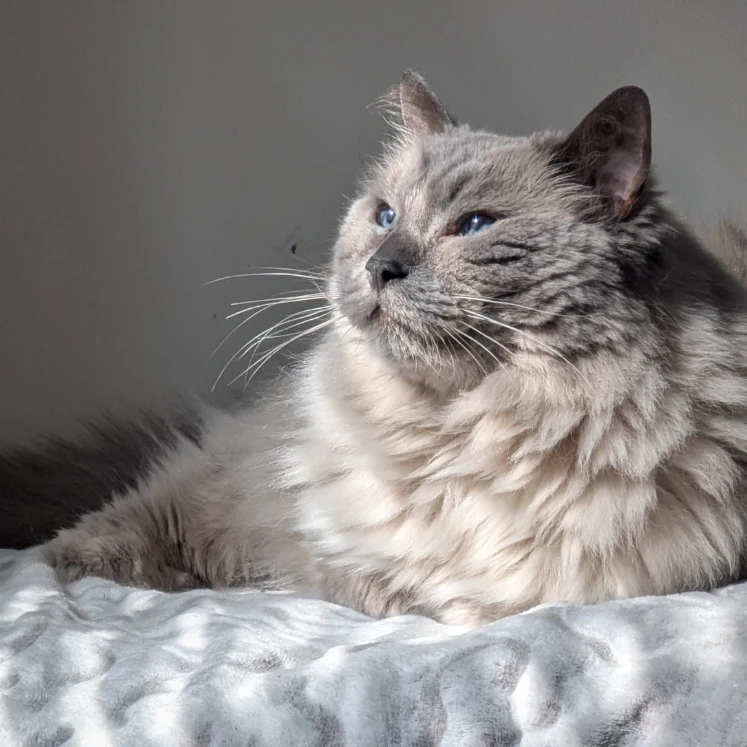 Simba