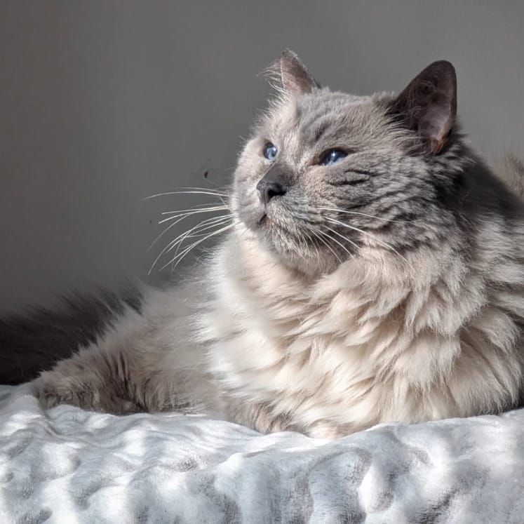 Simba