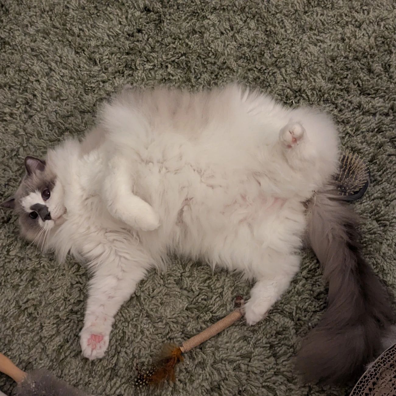Cookie